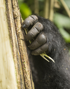 gorilla